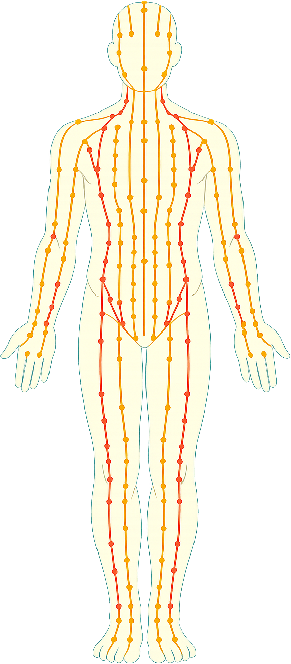 Human body with meridian pathways labeled in Chinese — 前视图